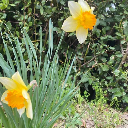 Orchidea Del Garda &