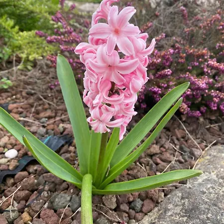 Orchidea Del Garda &