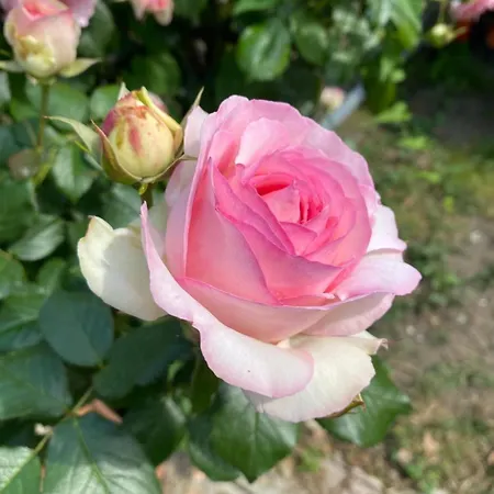 Orchidea Del Garda & Apartman Peschiera del Garda